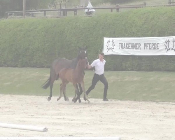 6. Trakehner Landesschau im Zuchtbezirk Westfalen