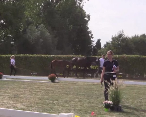 6. Trakehner Landesschau im Zuchtbezirk Westfalen