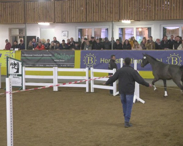 DSP-Freispringchampionat 2018