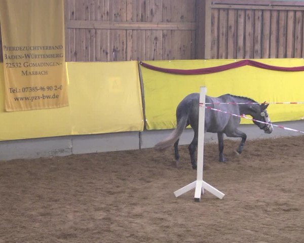 DSP-Freispringchampionat 2018