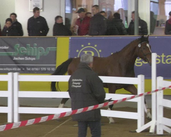 DSP-Freispringchampionat 2018