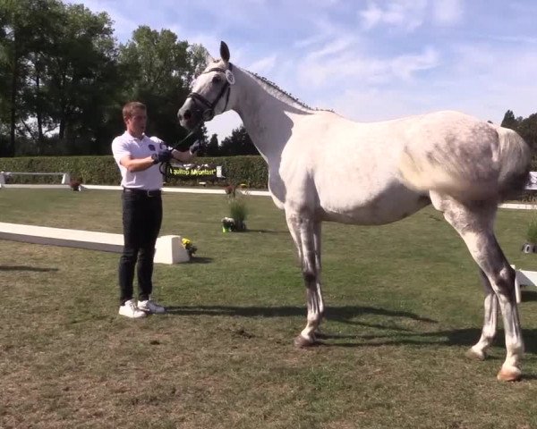 6. Trakehner Landesschau im Zuchtbezirk Westfalen