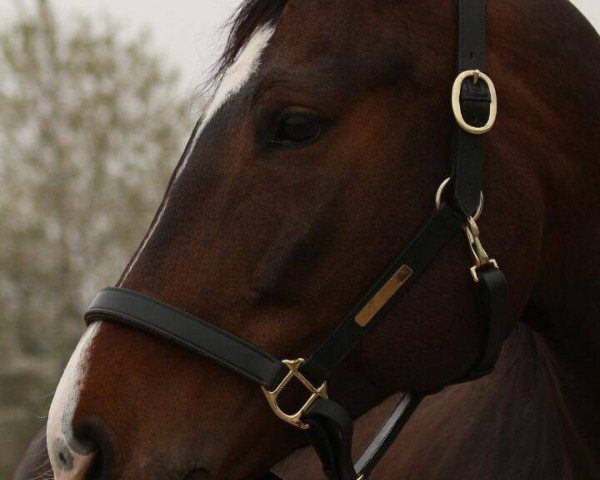 horse Eastside (Hanoverian, 2005, from Escudo I)