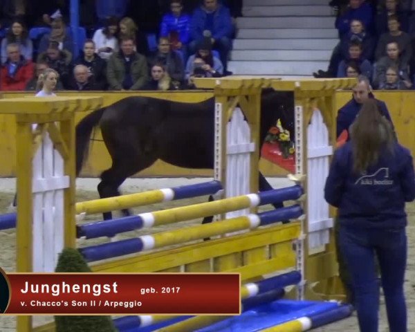 Gemeinschaftshengstschau Rene Tebbel / Stal Brinkman - Hengstvorführung 2019