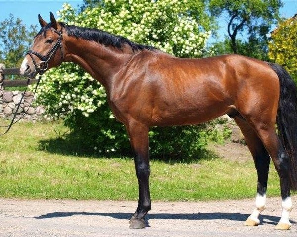 Pferd Equinox II (Polnisches Warmblut, 2007, von Ekwador)