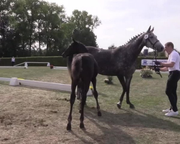 6. Trakehner Landesschau im Zuchtbezirk Westfalen