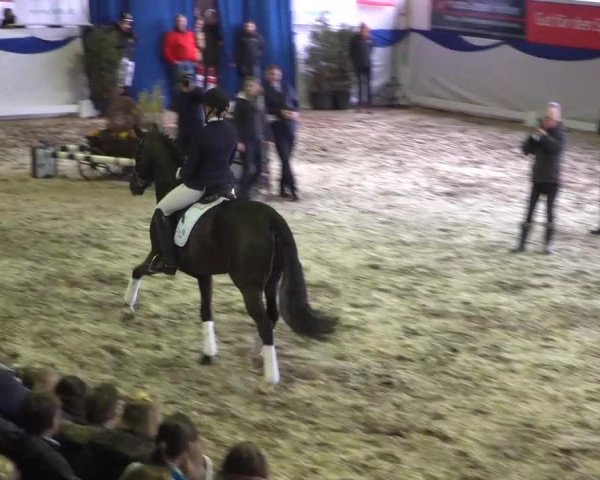 Hengstschau Holkenbrink 2019
