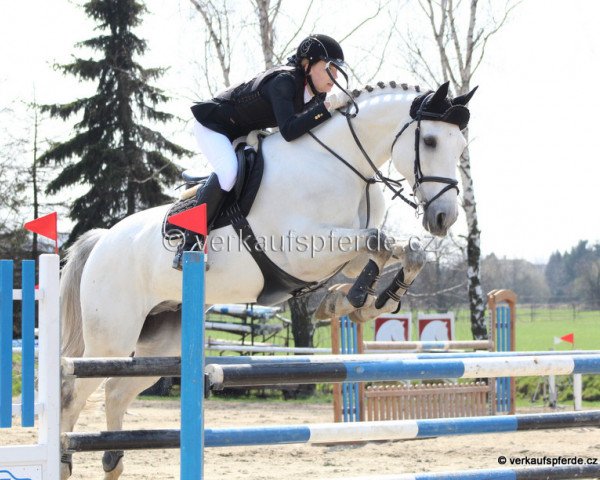 horse Casper (Belgian Warmblood, 2002, from Parco)