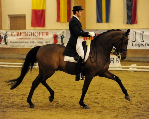 dressage horse Auheim's Picardo (Hanoverian, 2001, from Prince Thatch xx)