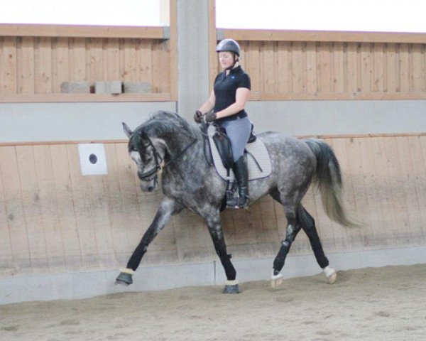 dressage horse Take the lead (ex Turmalin) (Trakehner, 2006, from Normativ ox)