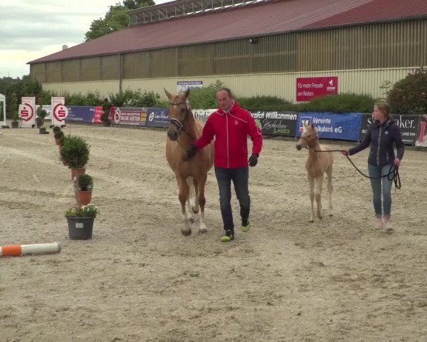 Stuten- und Fohlenschau Kirchhellen - Feldhausen 2019