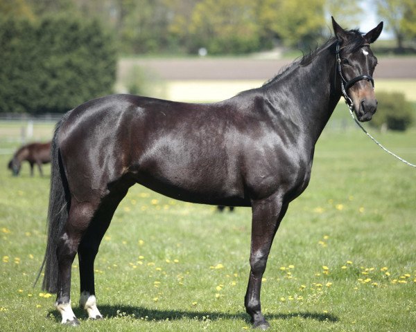 Pferd Bennetta K (Hannoveraner, 2010, von Benetton Dream FRH 1301)
