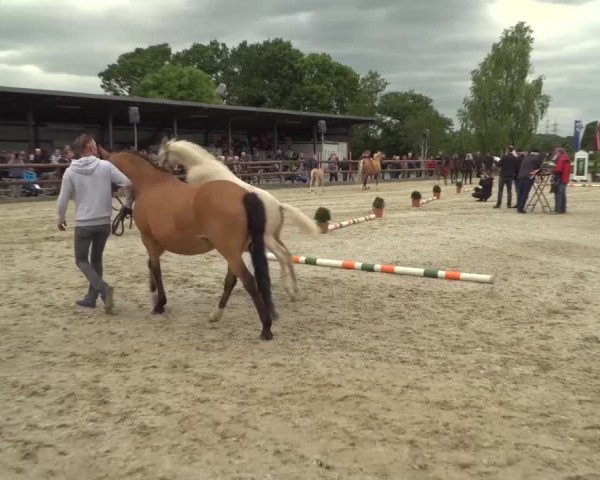 Stuten- und Fohlenschau Kirchhellen - Feldhausen 2019
