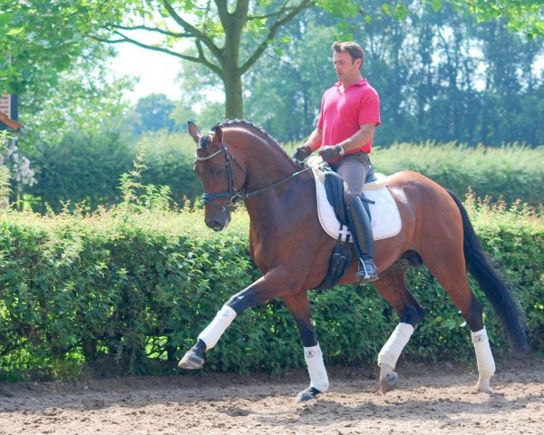 dressage horse Bolano 3 (Hanoverian, 2009, from Benetton Dream FRH 1301)