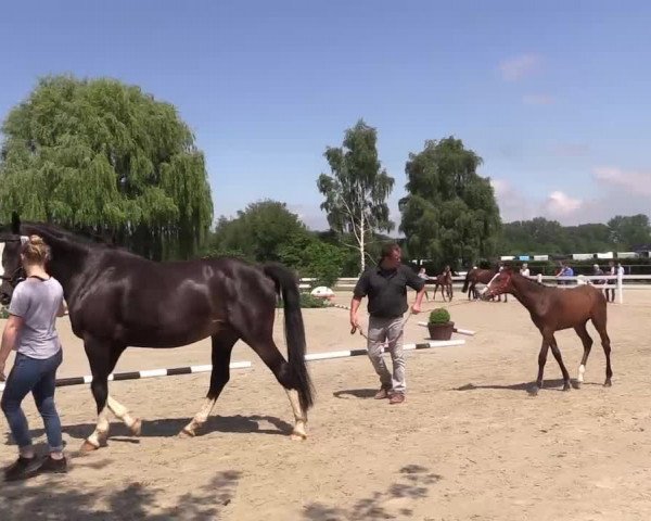 Stuten- und Fohlenschau Herbern 2019