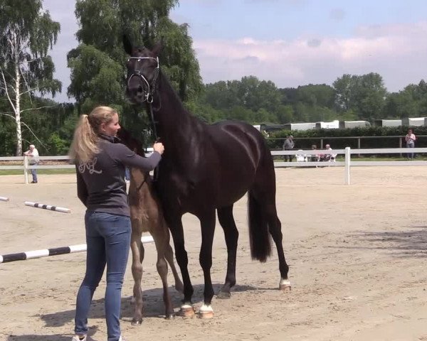 Stuten- und Fohlenschau Herbern 2019