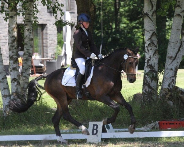 jumper Maddoxx H (German Riding Pony, 2006, from Monaco)