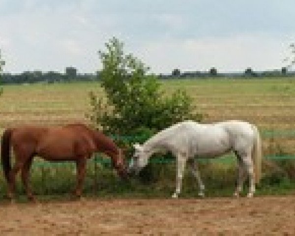 broodmare Granini 42 (Hanoverian, 1994, from Grömitz)