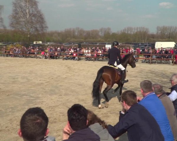 Hengstschau Gestüt Ligges 2019