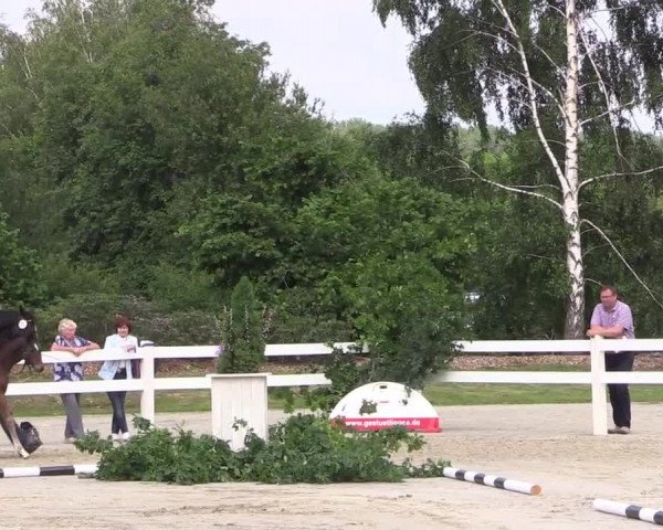 Stuten- und Fohlenschau Herbern 2019