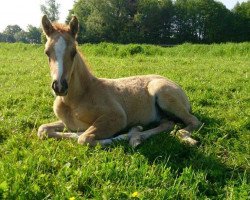 Dressurpferd Grenzhoehes Don Chillo (Deutsches Reitpony, 2014, von Don Dolino)