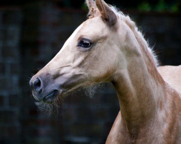 broodmare Goldfee (German Riding Pony, 2014, from Cartier de Deluxe)