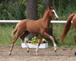 Springpferd Cosmorello (Deutsches Reitpony, 2014, von Cosmopolitan NRW)