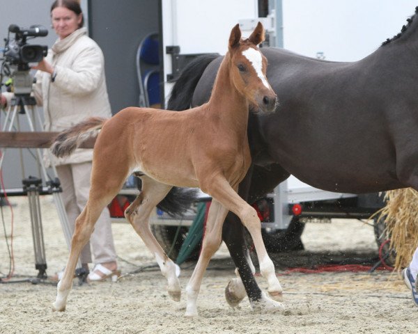 dressage horse Golden Boy (Westphalian, 2014, from Golden State 2)