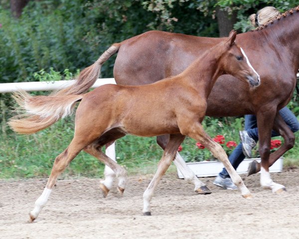 Zuchtstute Rieemars Dublin Bay (Deutsches Reitpony, 2014, von Cartier de Deluxe)