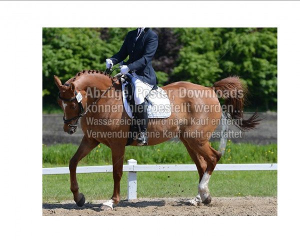 horse Stute von Silvo I (Hanoverian, 2004, from Silvio I)