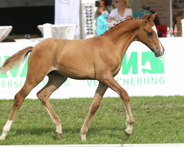 Dressurpferd Pott's Daddy Boy (Deutsches Reitpony, 2014, von FS Daddy Cool)