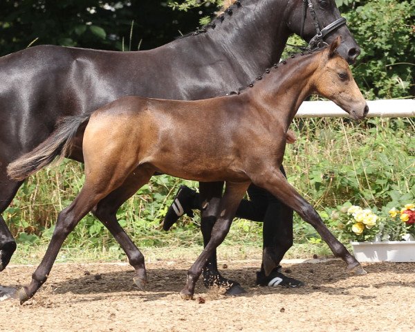 horse Coffie (German Riding Pony, 2014, from Top Christobell)
