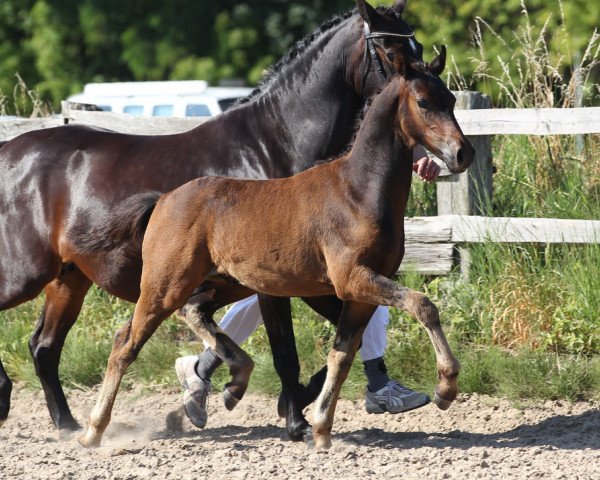 Dressurpferd Grimano (Deutsches Reitpony, 2014, von Hesselteichs Grimaldi)