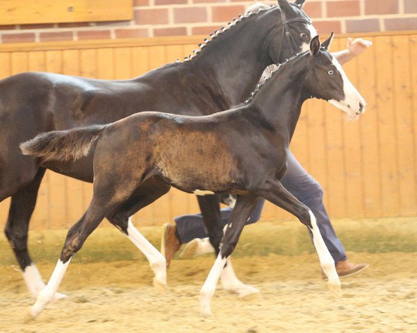 Pferd Very Special (Deutsches Reitpony, 2014, von Valido's Highlight)
