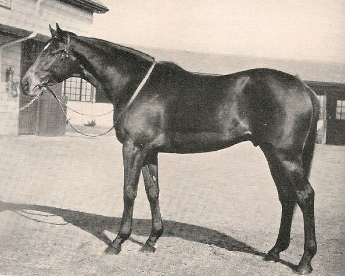 stallion Chance Shot xx (Thoroughbred, 1924, from Fair Play xx)
