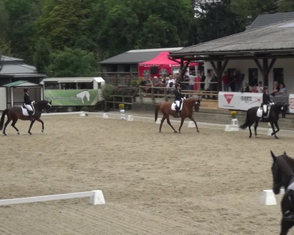 Reitsport Festival am Gut Jagenberg - Solingen 2021