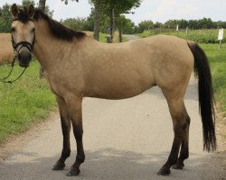 Dressurpferd Kaya 3 (Deutsches Reitpony, 1996, von Kiribati)