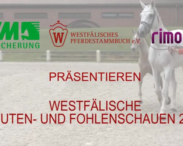 LVM-Sichtung Fohlenchampionat und Stutenschau Münster-Albachten 2019