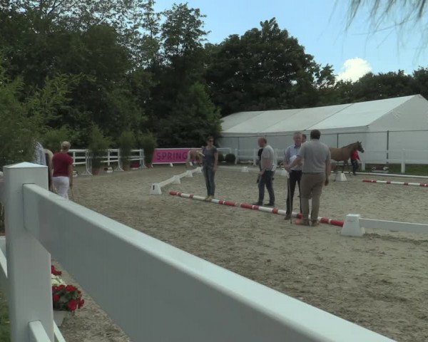 Stuten- und Fohlenschau Bedburg 2019