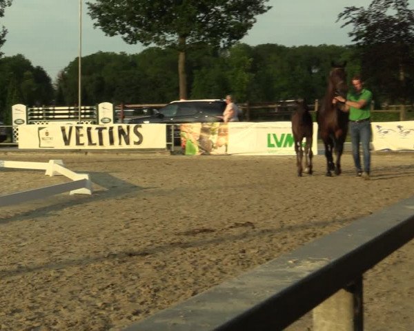 LVM-Sichtung Fohlenchampionat und Stutenschau Münster-Albachten 2019