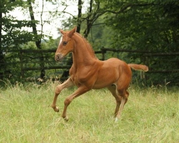 horse SF Bel Francesco (Trakehner, 2014, from Icare d'Olympe AA)
