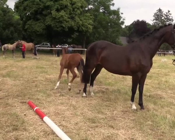Stuten- und Fohlenschau Petershagen-Friedewalde 2019