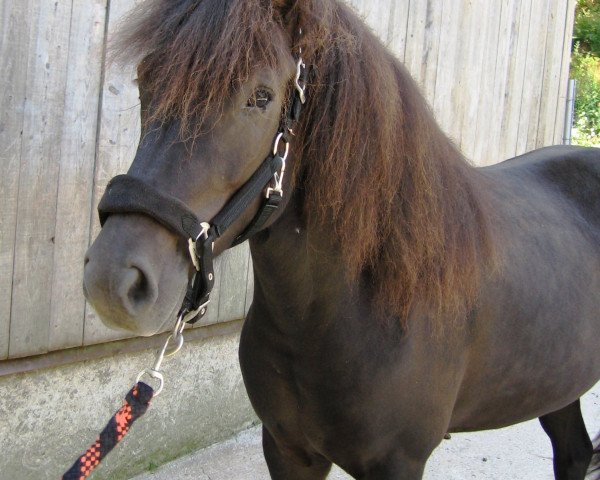 broodmare Temja vom Mühlenhof ODW (Iceland Horse, 2008, from Hjörvar vom Kreiswald)