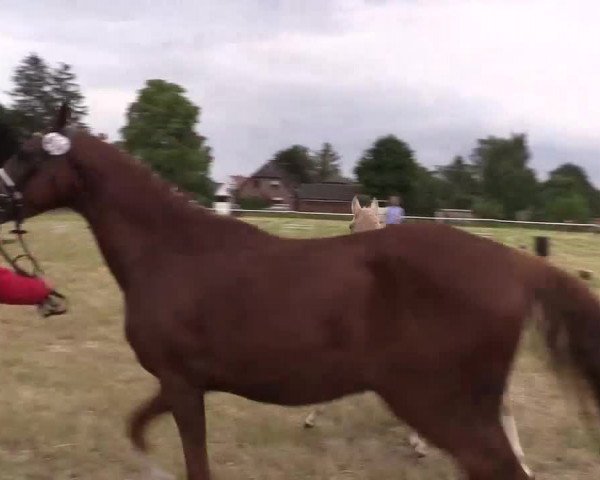 Stuten- und Fohlenschau Petershagen-Friedewalde 2019
