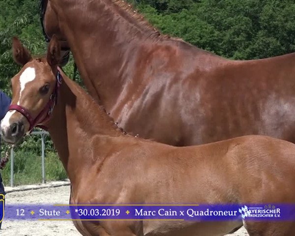 15. Bayerische Elite-Warmblut-Fohlenauktion