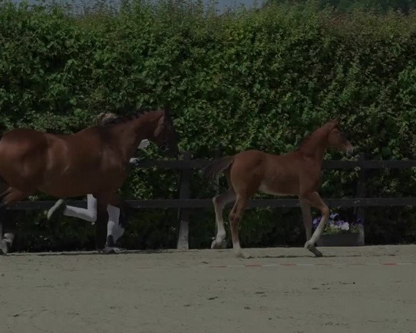 15. Bayerische Elite-Warmblut-Fohlenauktion