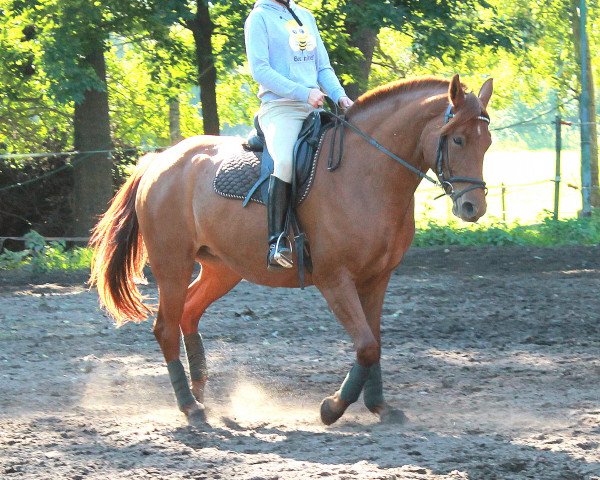 horse Estonia (Hanoverian, 2011, from Estobar NRW)