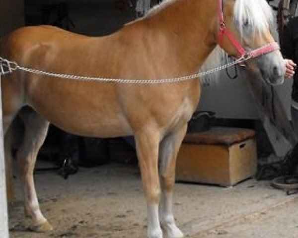 Zuchtstute Sunny (Haflinger, 2009, von Nostradamus)