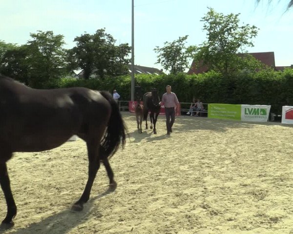 LVM-Sichtung Fohlenchampionat und Stutenschau Münster-Albachten 2019