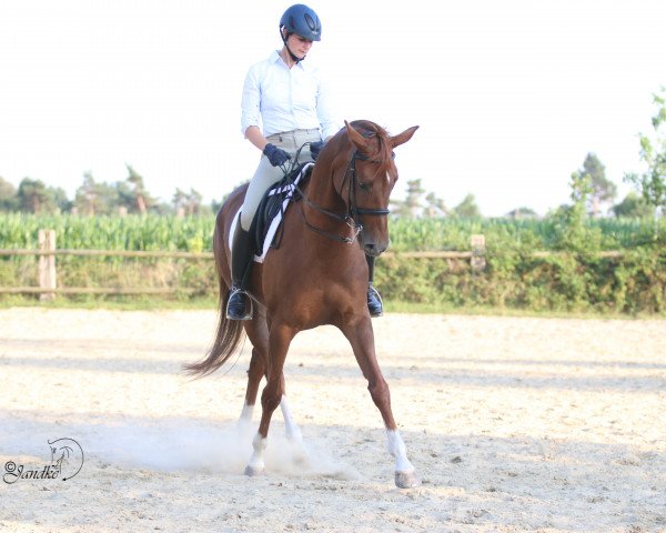 dressage horse Légèreté 2 (Oldenburg, 2007, from Licotus)